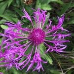 Centaurea nervosa Цвят