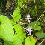 Jasminum × stephanense Flor