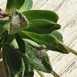 Androsace obtusifolia Likasa