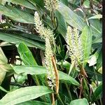 Alpinia galanga പുഷ്പം