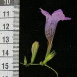 Echinacanthus attenuatus Otro