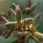 Welwitschia mirabilis Inny