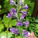 Linaria purpurea Květ