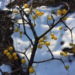 Loranthus europaeus Fruit