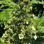 Hydrangea quercifolia Habit