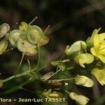 Biscutella arvernensis Nyingine
