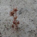 Juncus capitatus Vekstform