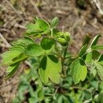 Thalictrum fendleri Leaf