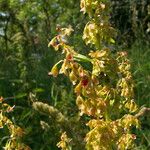 Rumex crispus ফল