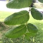 Juglans nigraBlatt