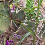 Vicia monantha Blüte