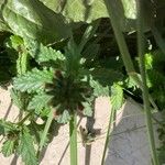 Verbena peruviana Leaf