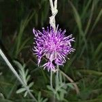 Centaurea scabiosa花