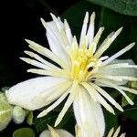 Clematis vitalbaBlomst