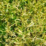 Agrostis capillaris 果實