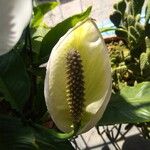 Calla palustris Fiore
