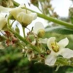 Verbascum lychnitis Flower