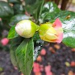 Camellia oleifera ফুল