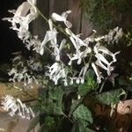 Plectranthus verticillatus Kvet