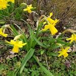 Narcissus minor Plante entière