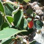 Cotoneaster integerrimus Mbuma