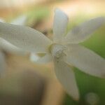 Aerangis calantha