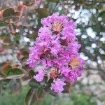 Lagerstroemia indicaFlower