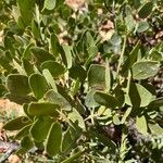 Arctostaphylos patula Leaf