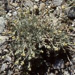 Artemisia glacialis Celota