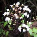 Ageratina riparia Flor