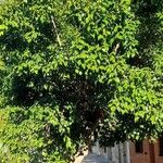 Ficus benjamina Yeri
