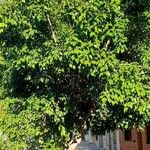 Ficus benjamina অভ্যাস