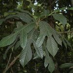 Artocarpus hispidus Лист