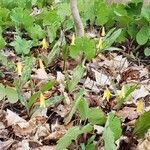 Erythronium americanum Blomst