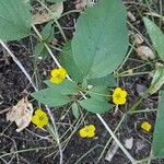 Lysimachia ciliataFlor