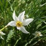 Narcissus poeticus Floare