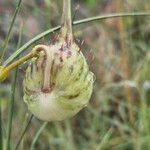 Gomphocarpus integer Fruit