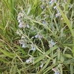 Mertensia lanceolata 花