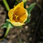 Tulipa sylvestris Flower