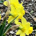 Narcissus cyclamineus Çiçek