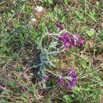 Matthiola incana Hábito