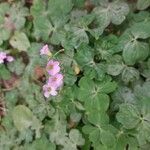 Oxalis violacea Flower