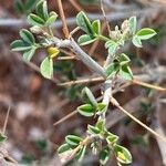 Indigofera spinosa Leht