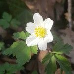 Anemone nemorosaBlüte