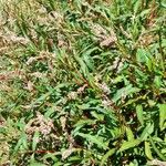 Polygonum acuminatum Yeri