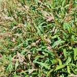 Persicaria acuminata Habit