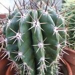 Pachycereus pecten-aboriginum Hoja