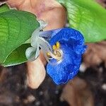 Commelina communis Bloem