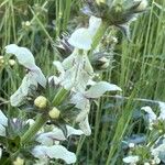 Stachys recta Flower