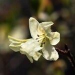 Rhododendron trichocladum Flower